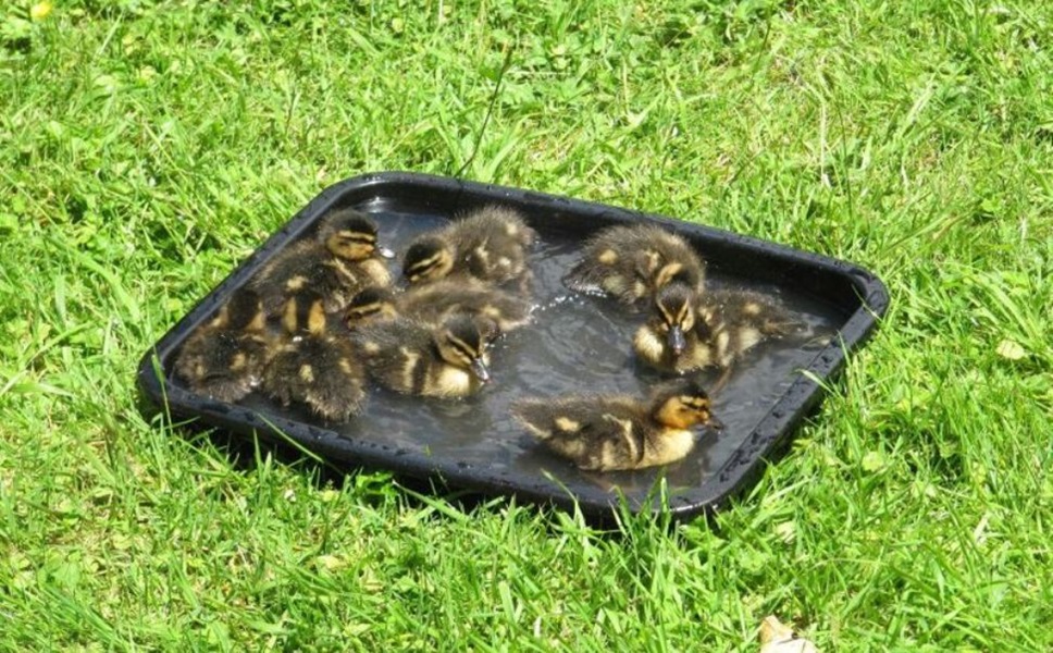 Ducklings in my backyard!